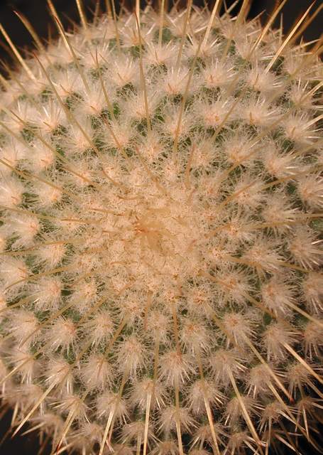 Mammillaria dixanthocentron (1).jpg